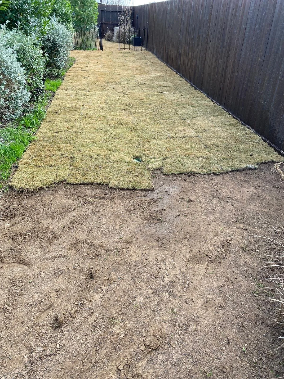 Fresh sod being laid along a fence line in a Houston backyard